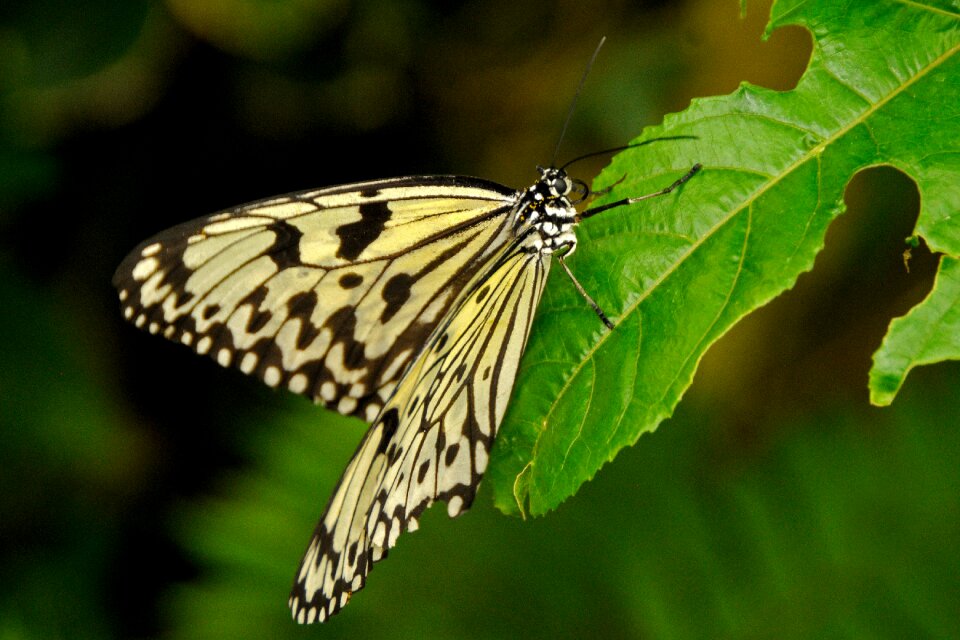 Mainau butterfly nature