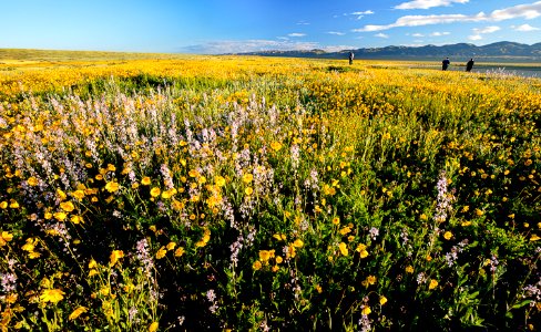April 2019 Wildflowers at Carrizo Plain National Monument