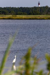 Chincoteague National Wildlife Refuge