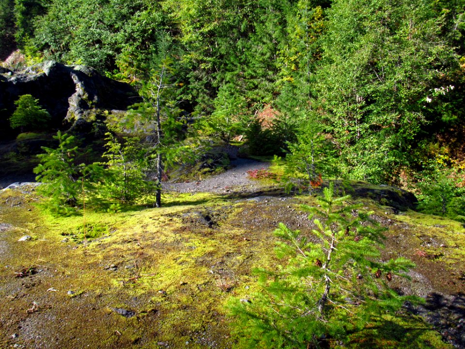Lava Canyon Trail at Mt. St. Helens