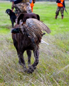 A Hunting Tradition, the Sacramento River Bend Annual Pheasant Hunt