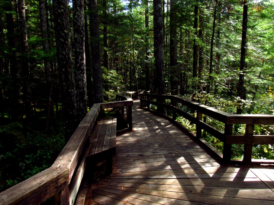 Trail of Two Forests at Mt. St. Helens