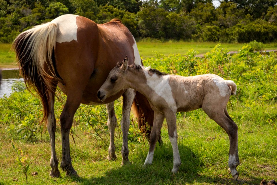 Chincoteague National Wildlife Refuge