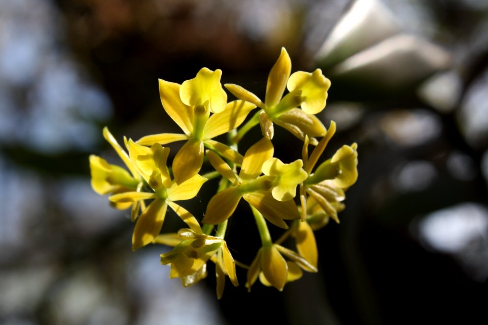 Dingy Star Orchid