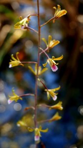 Exotic Orchid