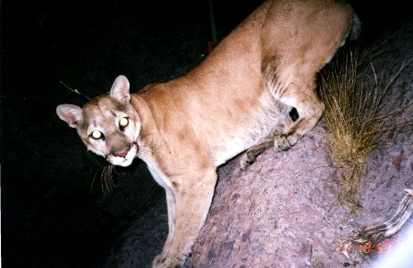 Mountain lion