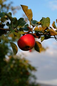 Apple fruit flowers