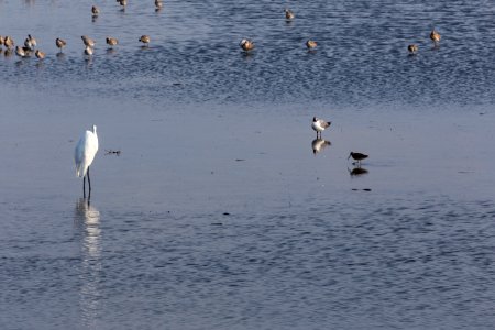 Chincoteague National Wildlife Refuge photo