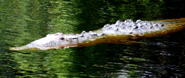 American Crocodile