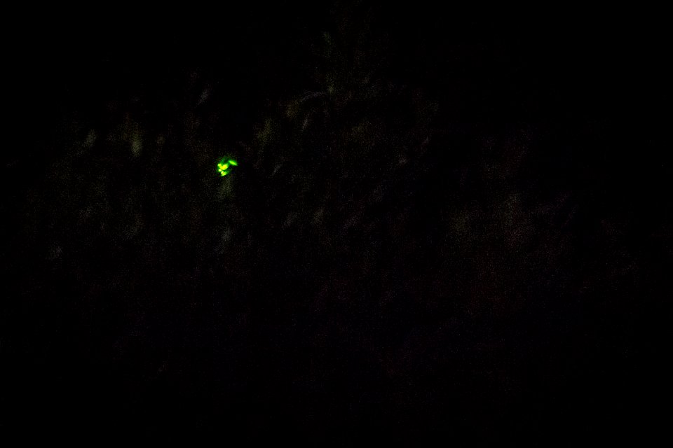 Bethany Beach Firefly Survey - 2019