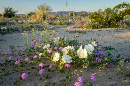 OVERALL WINNER: Desert Lily Preserve in the Palm Springs-South Coast Field Office photo