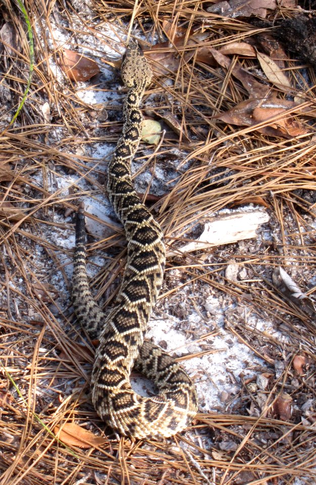 Eastern Diamondback Rattlesnake