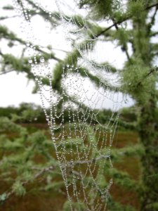 dewy spider web