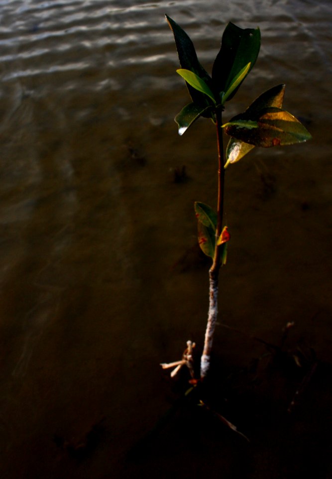red mangrove seedling