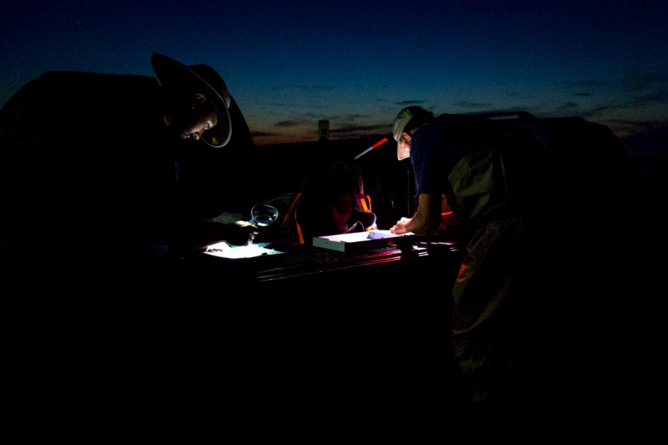 Bethany Beach Firefly Survey - 2019