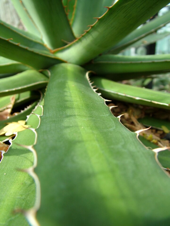 Plant garden succulent