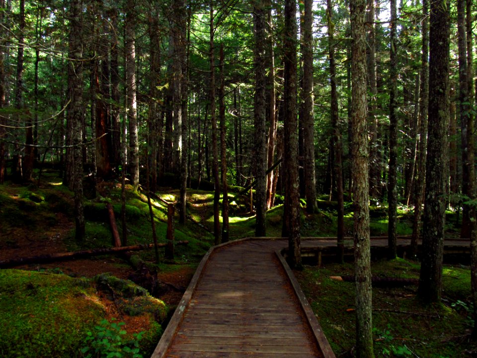 Trail of Two Forests at Mt. St. Helens