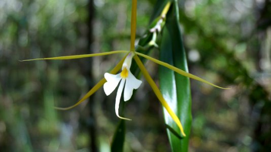 Night Scented Orchid