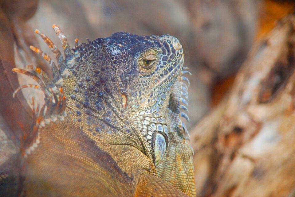 Loro park lizard animal