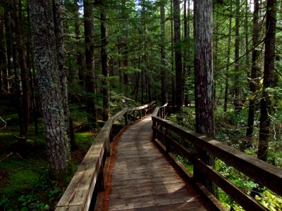 Trail of Two Forests at Mt. St. Helens