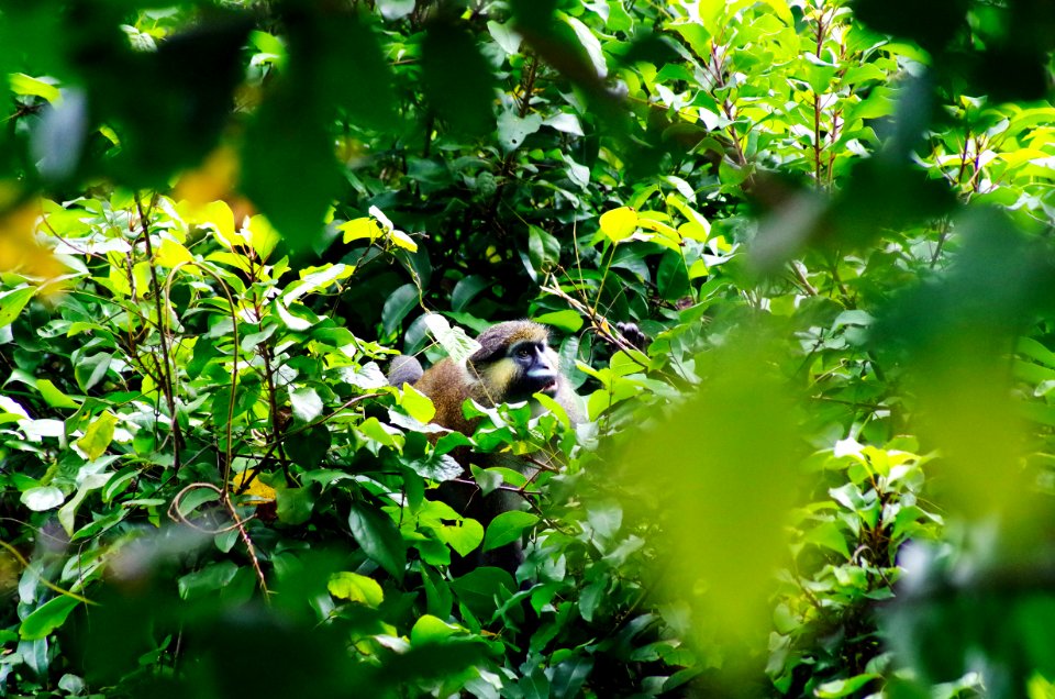 FWS Directer Dan Ashe visits Gabon