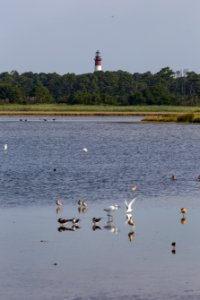 Chincoteague National Wildlife Refuge