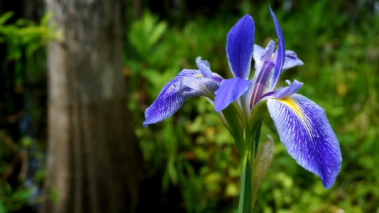 Blue Flag Iris photo