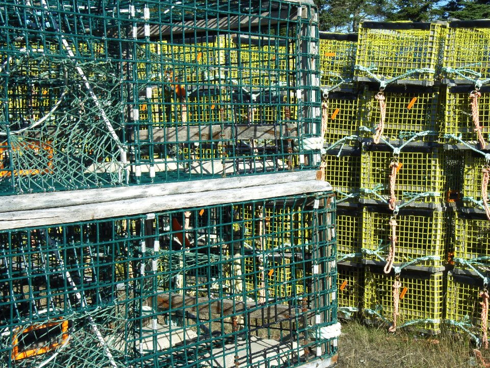Catch fishing ocean
