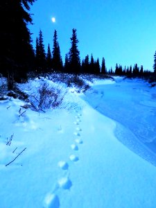 lynx tracks
