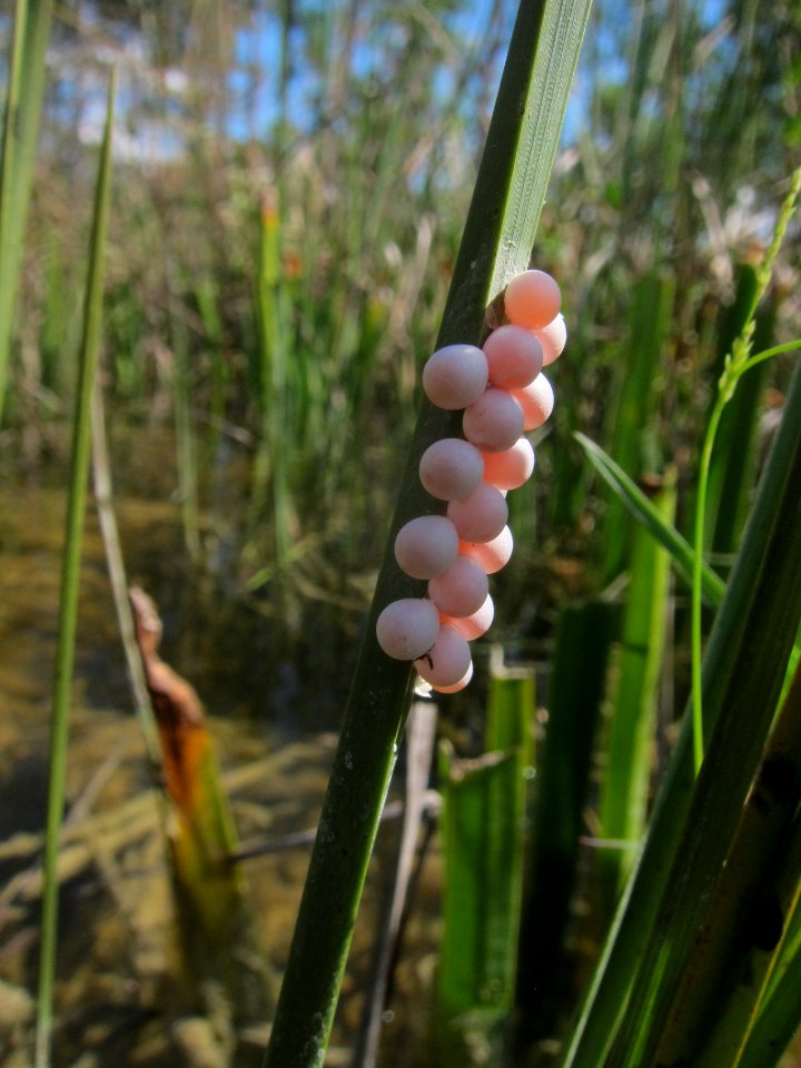 Apple Snail Eggs on Sawgrass