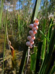 Apple Snail Eggs on Sawgrass