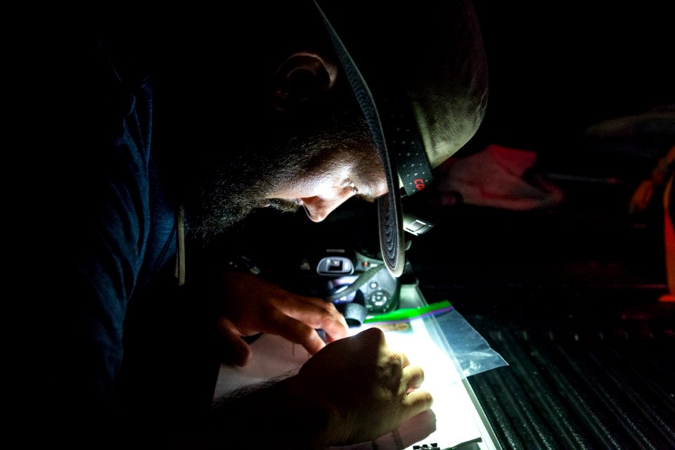 Bethany Beach Firefly Survey - 2019