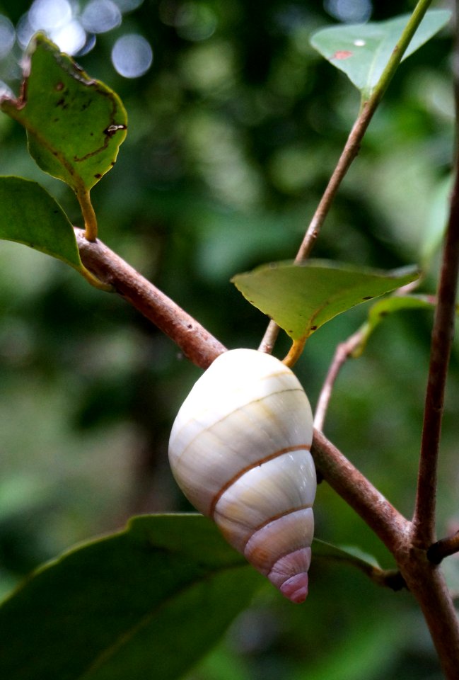 Liguus Tree Snail