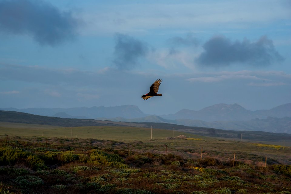 Piedras Blancas Outstanding Natural Area, part of the California Coastal National Monument