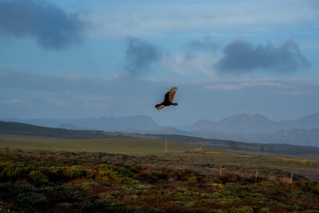 Piedras Blancas Outstanding Natural Area, part of the California Coastal National Monument
