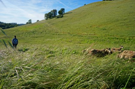 Flocking Back to the Hills of Cronan Ranch