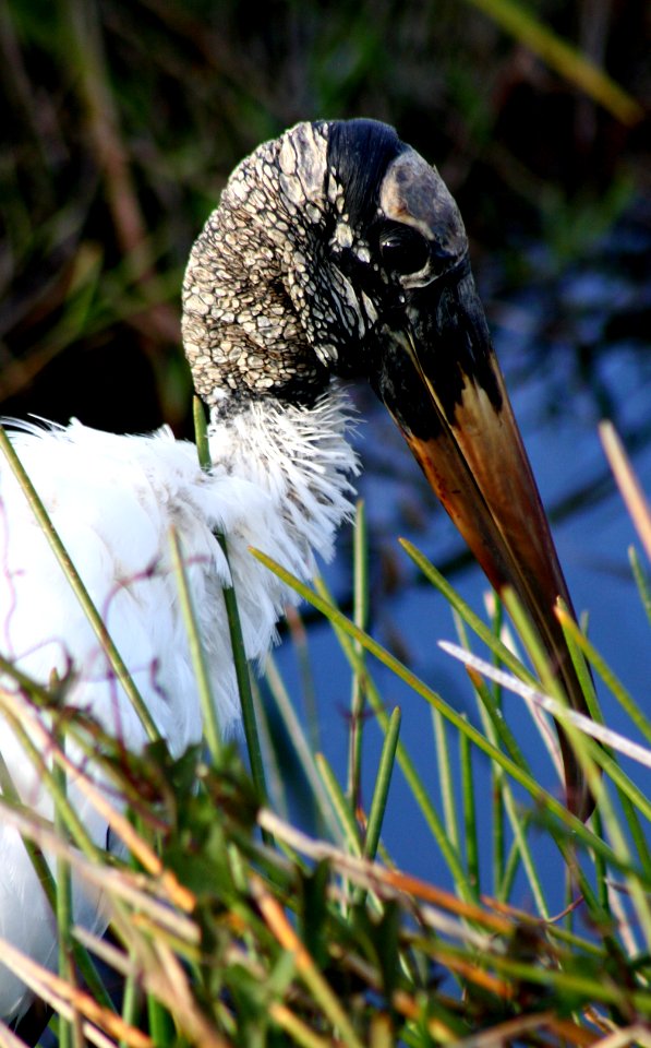 Woodstork