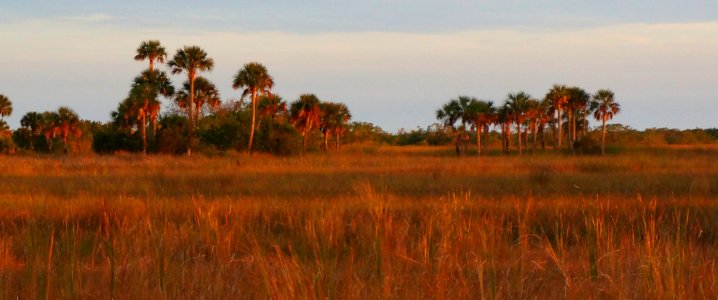 Palms and Prairies