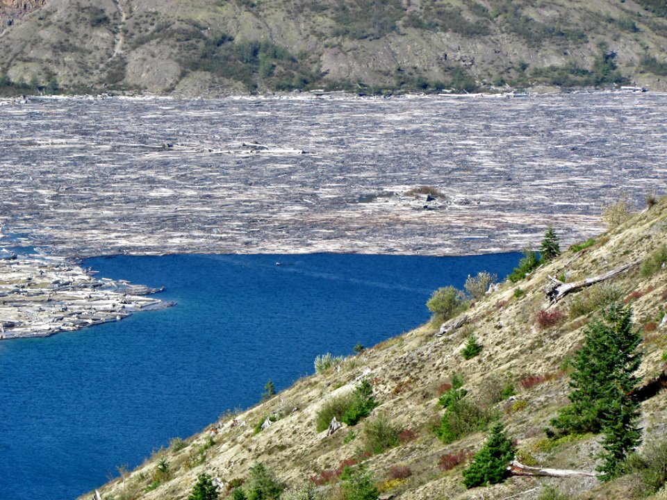Logjam at Spirit Lake at Mt. St. Helens in Washington