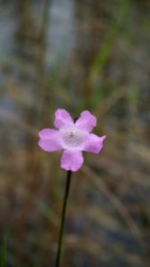False Foxglove