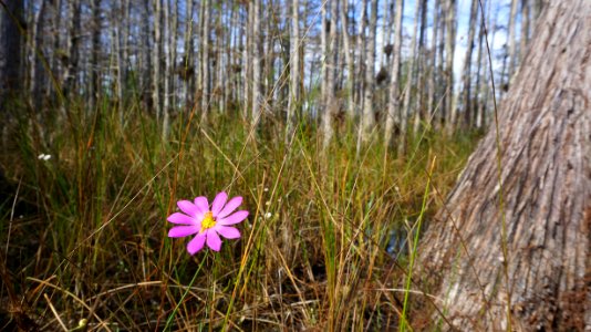 Sabatia Bartramii