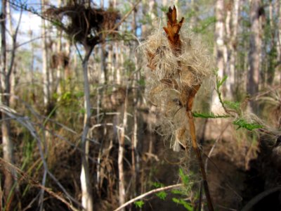Cardinal Airplant fruit