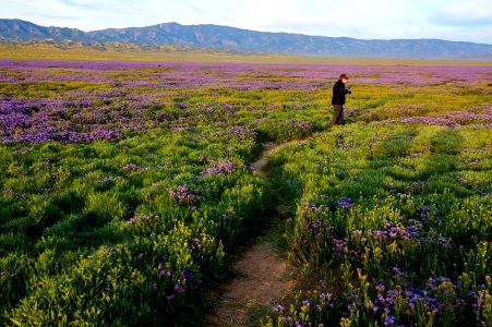 April 2019 Wildflowers at Carrizo Plain National Monument
