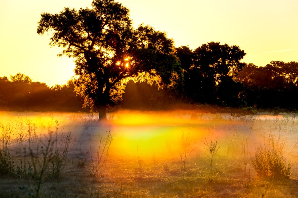 Cosumnes River Preserve