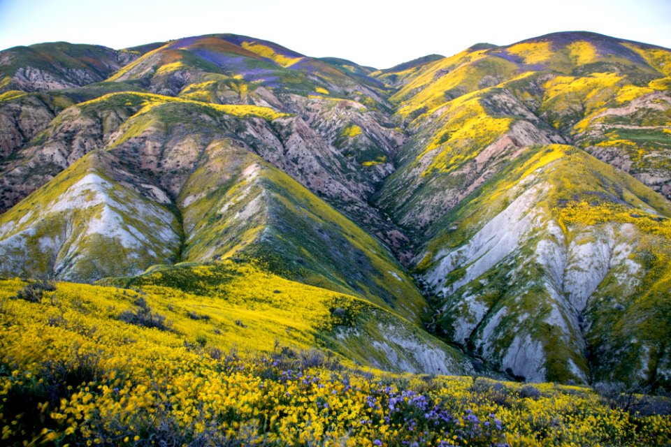 Super Bloom 2017 at Carrizo Plain National Monument