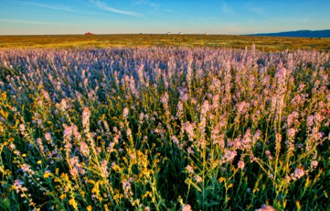 Super Bloom 2017 at Carrizo Plain National Monument photo