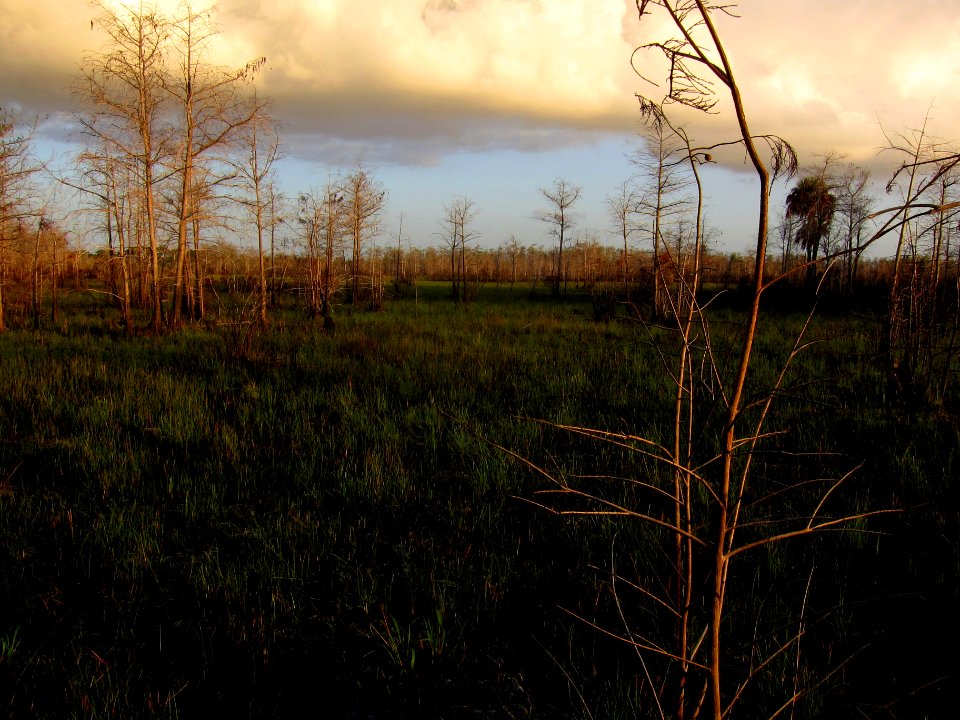 After Prescribed Burn