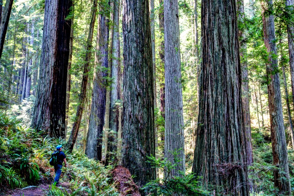 Headwaters Forest Reserve