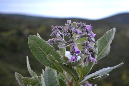 Yerba Santa blooming