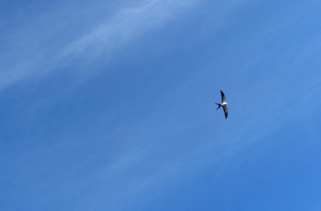 Swallow tailed Kite